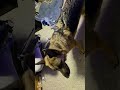 Dog vs Whoopie Cushion. Epic Showdown of winner takes all!  #dog #funny #germanshepherd  #gsds