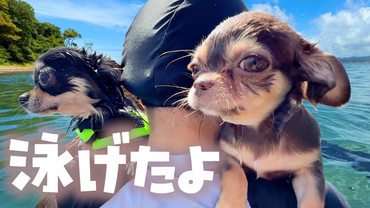 【泳げるよ】チワワの子犬が初めての海水浴