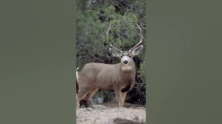 He Was Still Out There #bigbuck #muledeer #muledeerhunting