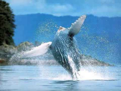 Pearl Jam - WHALE SONG