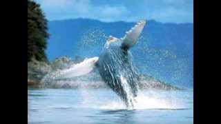 Download Lagu Pearl Jam - WHALE SONG MP3