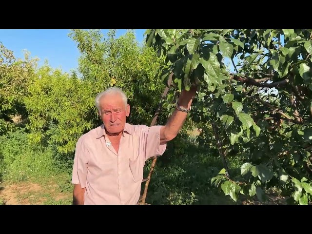 1- El Verano - José - Despuntar - LOS FRUTOS DEL TIEMPO