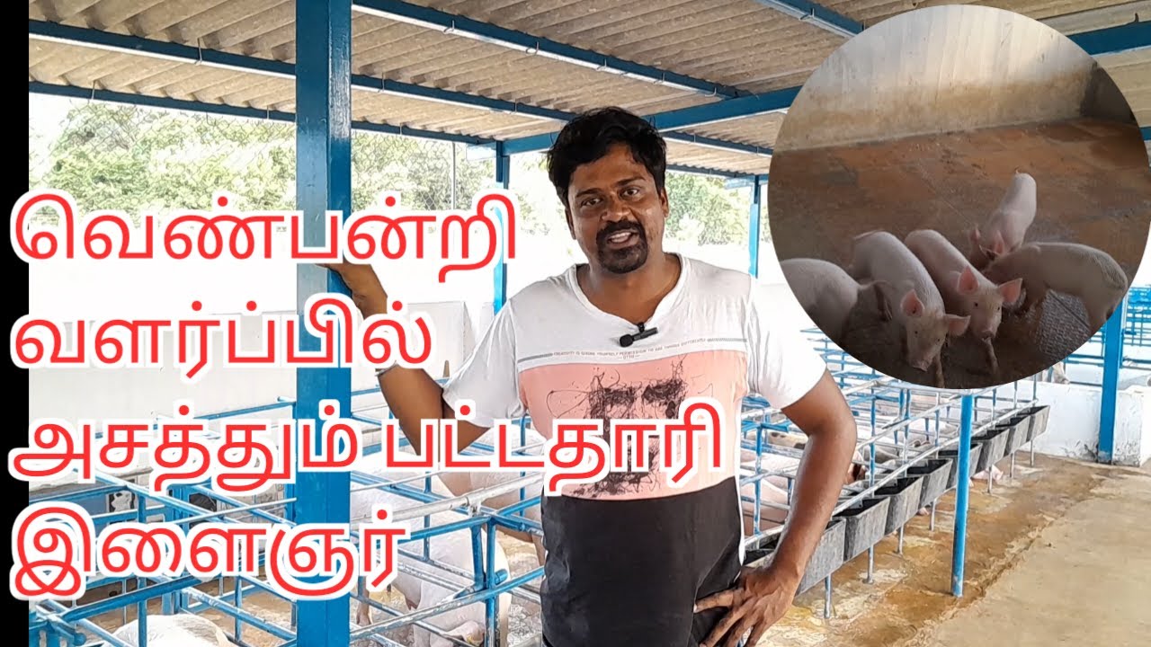 வெண்பன்றி வளர்ப்பு | Piggery Farm