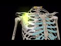 The Axillary, Dorsal Scapular, Lateral Pectoral, and Long Thoracic Nerves
