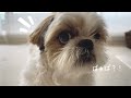 【シーズー】ばぁばが来たっ！！いつもは大人しい愛犬が大好きなばぁばに熱烈歓迎！【犬Vlog】