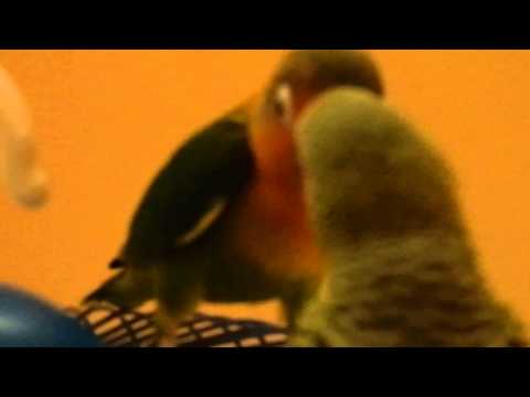 ჩიკო \u0026 რიკო