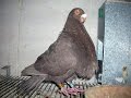 الحمام pigeon granadino