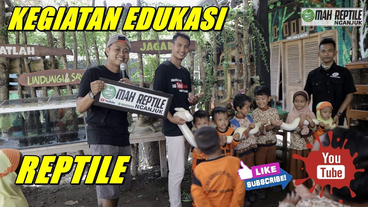  Edukasi  Hewan  Reptile TK PAUD aisyiyah Ngepung 