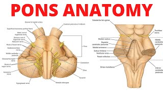 Pons Anatomy