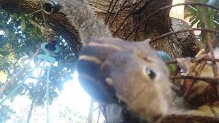 Poor Squirrel Request Foods