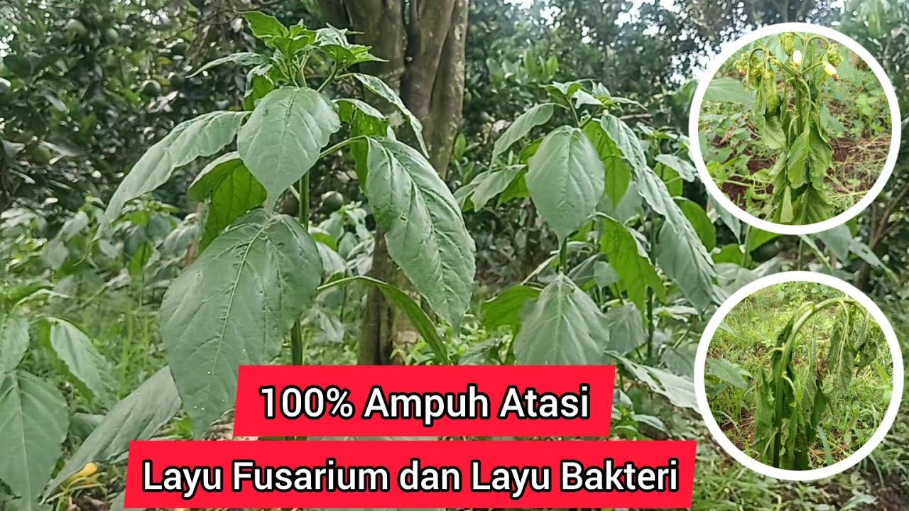 Layu In English Cara Mengatasi Layu Fusarium dan Layu Bakteri CABE RAWIT - YouTube