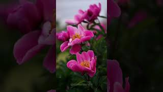 Silence #gentlereminders #dailyzen #mindfulness