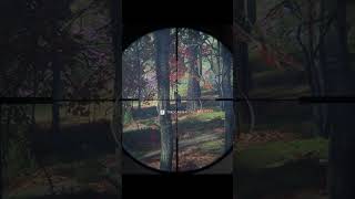 theHunter: Call of the Wild Red Fox #shorts screenshot 5