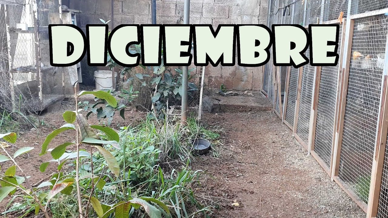 ‼️VOLADERA Exterior para PÁJAROS,  en Diciembre🥶🥶🥶