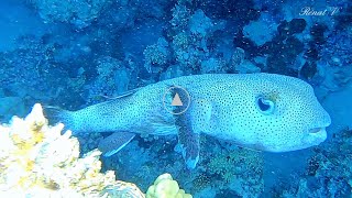 💖 Poisson grand porc-épic ou Diodon 🤿