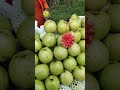 فاكة الجوافة الهندية الكبيرة Guava Fruit Shorts 