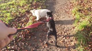 Patterdale Terrier French Bulldog & Den Retriever Pup Does Color Determine Working Or Show Lines?