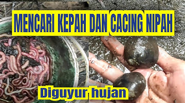 Mencari Kepah dan sifut nipah serta cacing nipah.