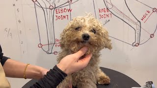(Poor Boy) Matted Poodle Puppy Grooming | Puppy Grooming | Dog Grooming by Puppy Groomy 145 views 1 year ago 1 minute, 21 seconds