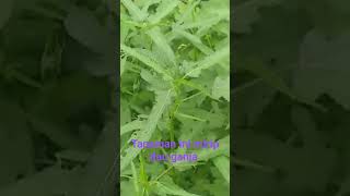 tanaman ini mirip daun ganja #bamboo #竹