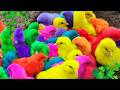 World Cute Chickens, Colorful Chickens, Rainbows Chickens, Cute Ducks, Cat, Rabbits,Cute Animals🐤 #