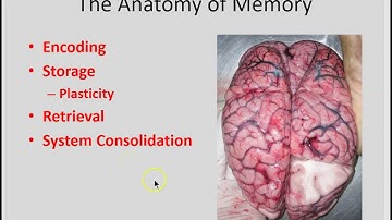 Anatomy of Memory part 1- Encoding, storage, retrieval