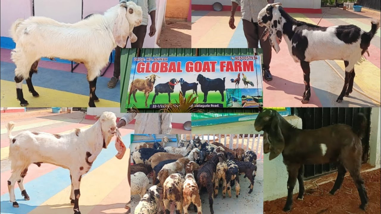 Guntur Aur Macherla Baby Sheep | Top Quality Hyderabadi Goats| Shamshabad | Lalaguda