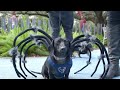 Howl-o-ween dog parade happening on Sunday