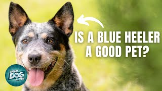 12 Things only Blue Heeler Dog Owners Understand (Australian Cattle Dog)