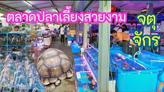 โซนขายปลาสวยงามทุกชนิด ตลาดจตุจักร เสาร์-อาทิตย์. Fish Market Chatuchak Bangkok.