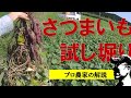 さつまいもを試し掘って語る