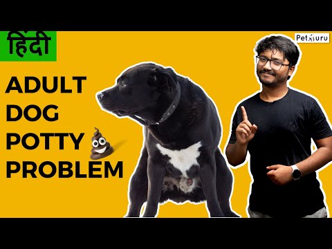 What If Your Dog Suddenly FORGOT Potty Training?