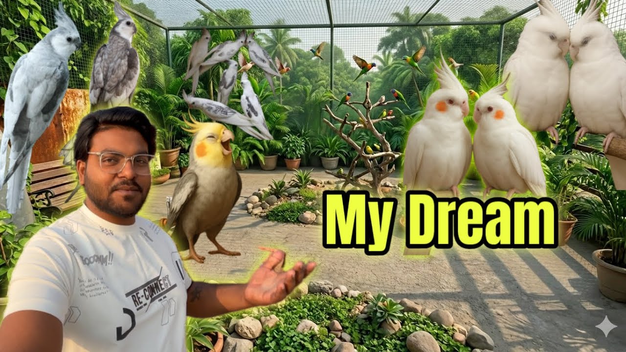 Special Care For This Time ￼Cockatiel Birds | My Dream Birds Aviary 🥹