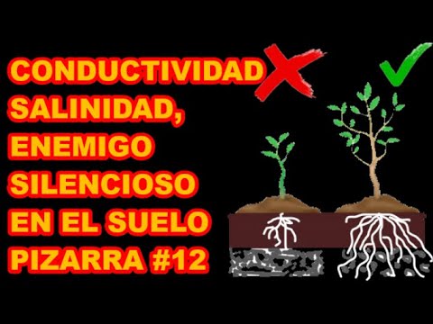 Video: ¿Cuándo es más alta la salinidad?