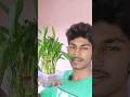 3 easy tips👌How to grow lucky bamboo plant in indoor #viral #telugu #gardeningtips