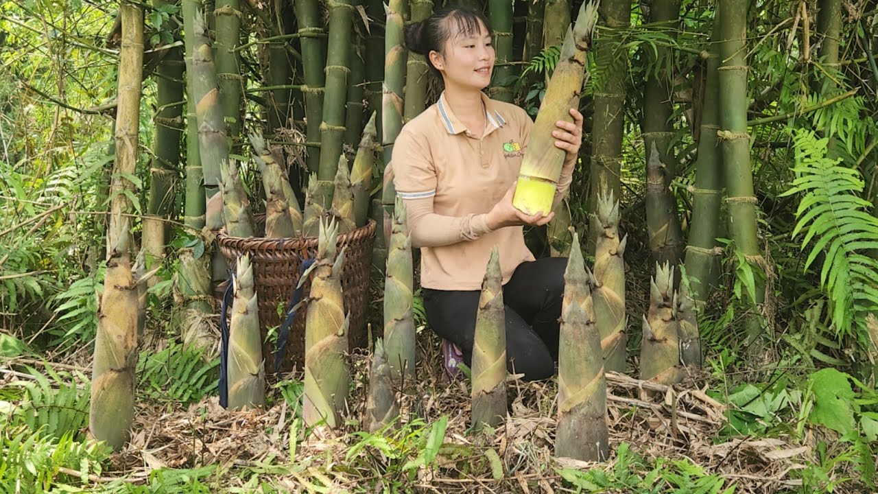 Harvest Giant Bamboo Shoots Bring It To Market To Sell Tương Thị Mai