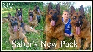 German Shepherd Gets A New Home by NerdVlog 66,613 views 6 years ago 11 minutes, 40 seconds
