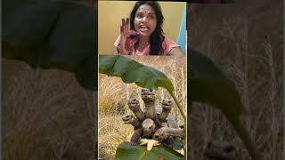 #video #funny #shortclips Jay man Lakshmi