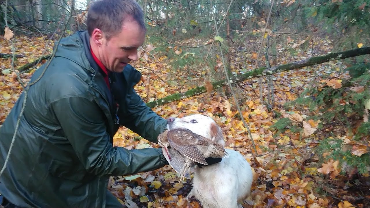 LA MAGIA DEL BALTICO (CAZA DE BECADAS)