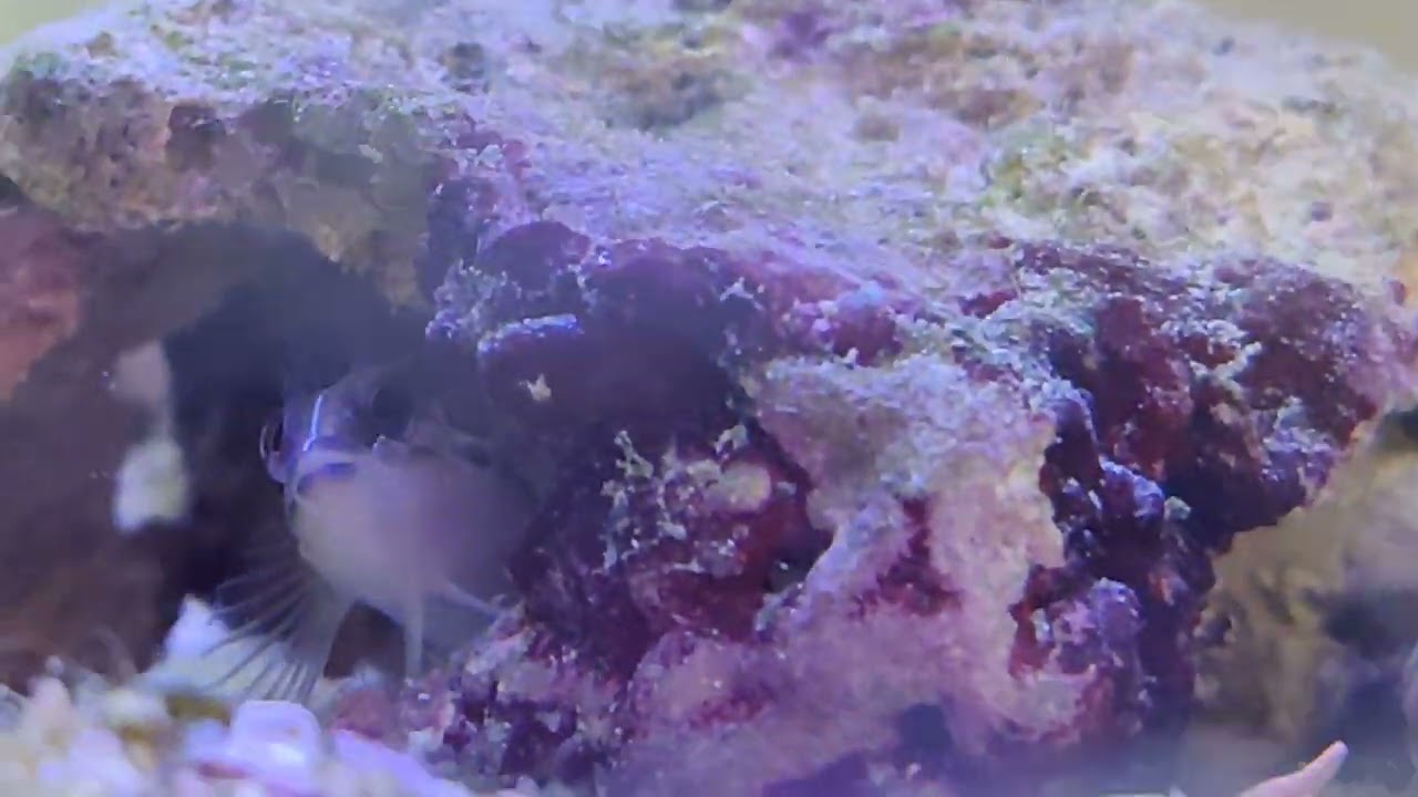 Awesome preview of my ten gallon mini creatures 8/20/23 seahare, BLENNIES, Nudi, goby and more!
