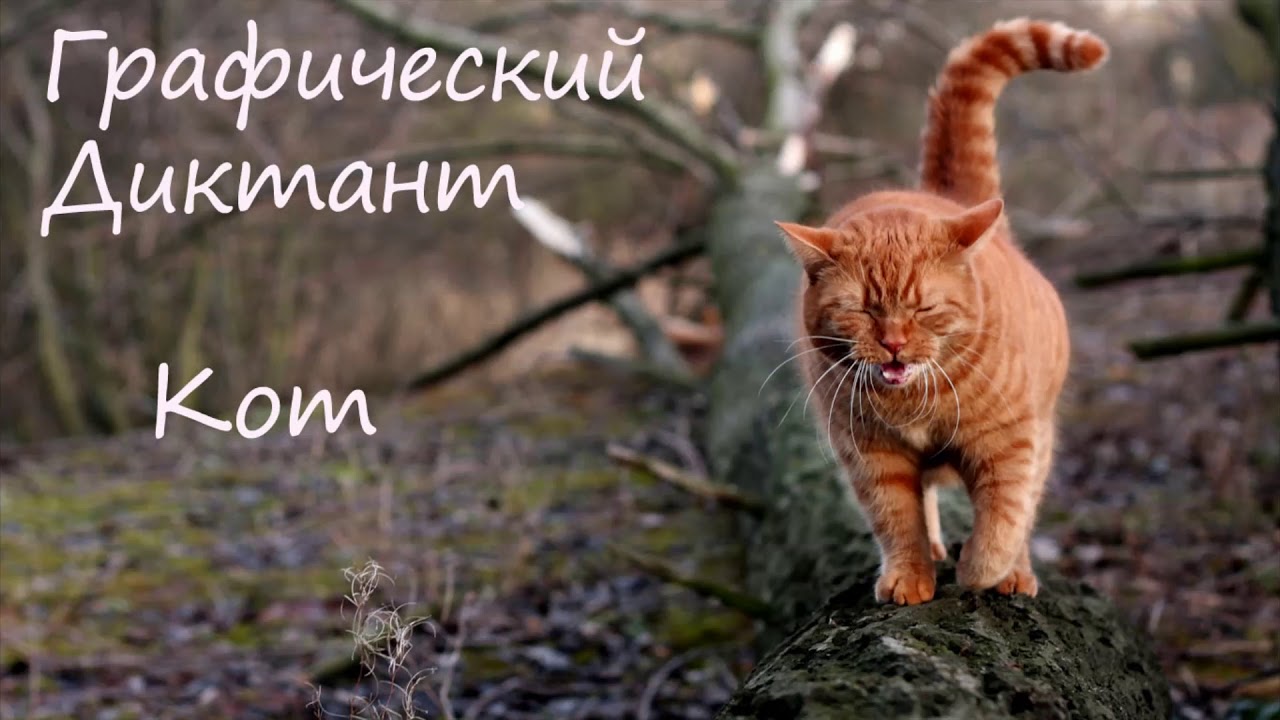 Графический Диктант Кот - YouTube