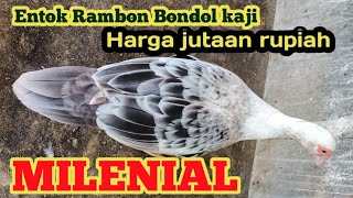Entok Rambon Bondol kaji Milenial dan Minti-minti Rambon Milenial 🙏😌