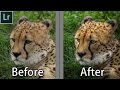 How to edit wildlife portraits  lightroom wildlife photography editing tutorial