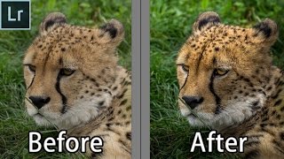 How To Edit Wildlife Portraits - Lightroom Wildlife Photography Editing Tutorial screenshot 1