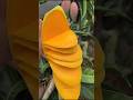 Guess The Fruits❓#fruit #guessthefruitname #shorts #viralshorts #youtubeshorts