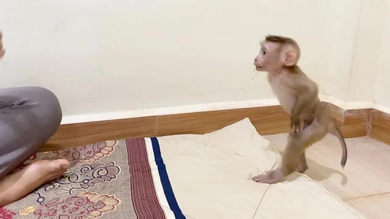 Funny DAM Jump Happily Show To Mom Before Wearing