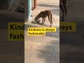 Kindness is always fashionable #straydogs #strayanimals #straydog #animals #animallovers