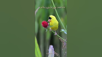 تلاوة مباركة من سورة القصص . الشيخ محمد صديق المنشاوي