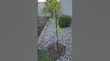 My Fuyu Jiro Persimmon Tree