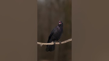 Carrion Crow Animated | Made with Blender